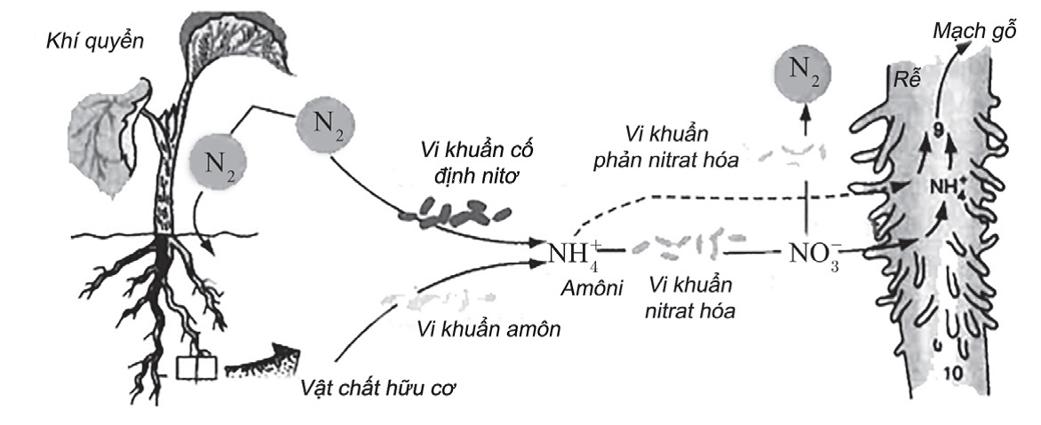 Hình ảnh